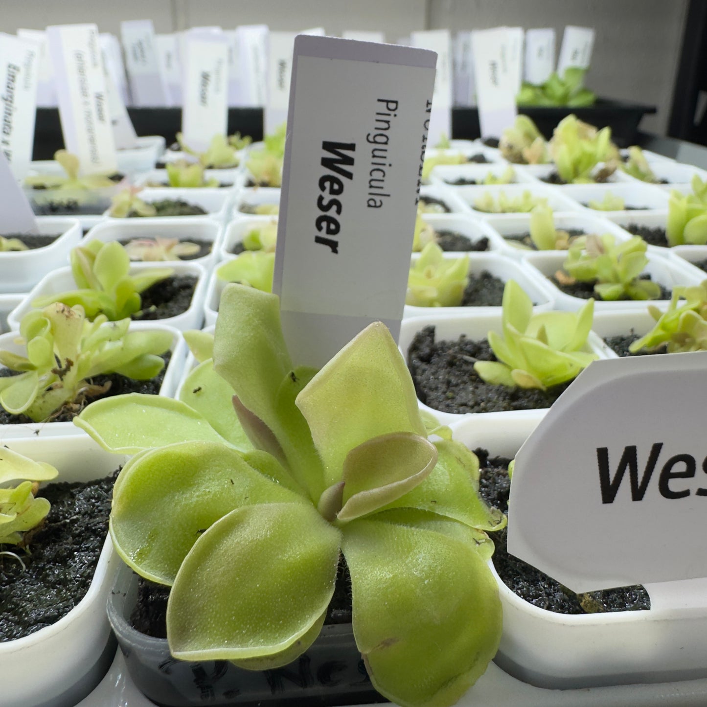 Pinguicula plants in small pots with labels in a greenhouse setting