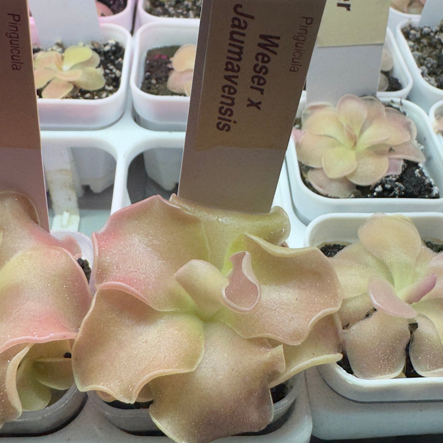 Pinguicula 'Weser' × jaumavensis (Butterwort)