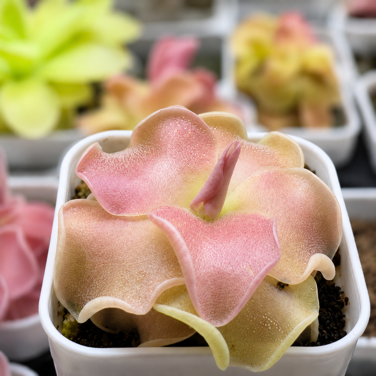 Pinguicula 'Weser' × jaumavensis (Butterwort)