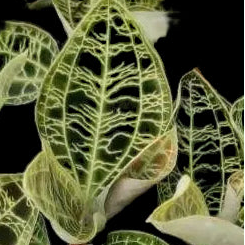 Macodes petola (Ludisia 7031)(Jewel Orchid)