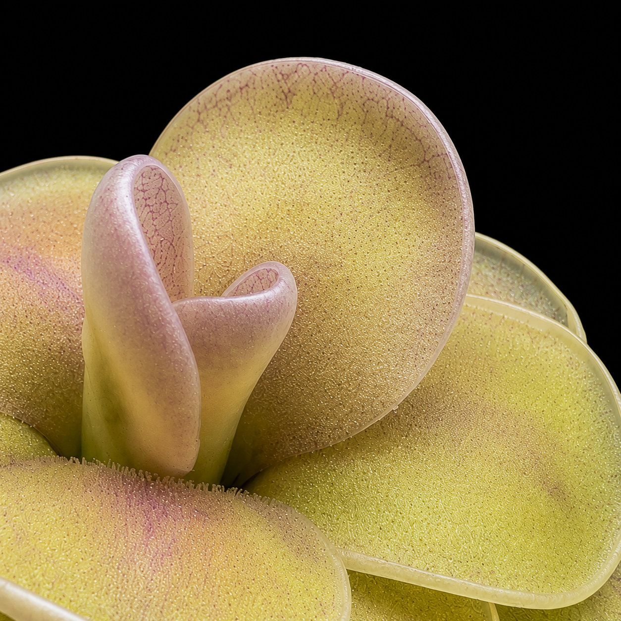 Pinguicula agnata 'Ekuma' (Butterwort)