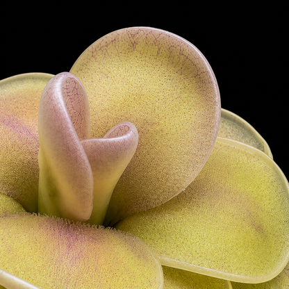 Pinguicula agnata 'Ekuma' (Butterwort)