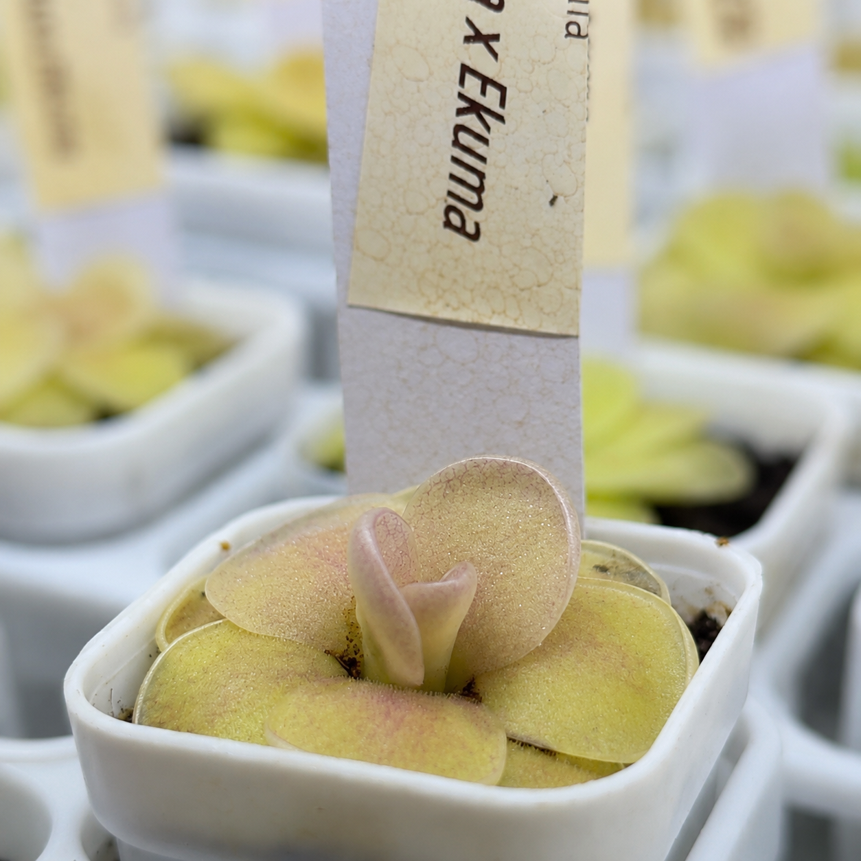 Pinguicula agnata (Butterwort)