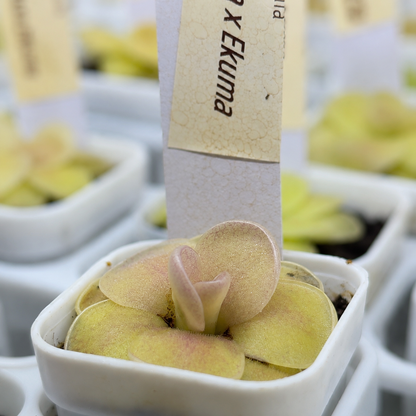 Pinguicula agnata (Butterwort)