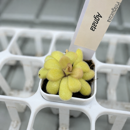 Pinguicula agnata (Butterwort)