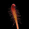Drosera capensis ‘Red’ (Cape Sundew)