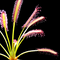 Drosera capensis (Cape Sundew)