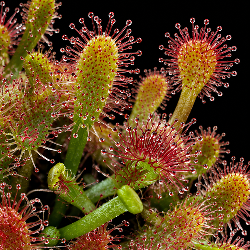 Drosera riparia (Sundew)