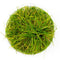 Eleocharis acicularis ‘Dwarf Hair Grass’