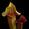 Sarracenia × flavopurpurea (Aka S. × chelsonii) (S. purpurea x S. rubra)