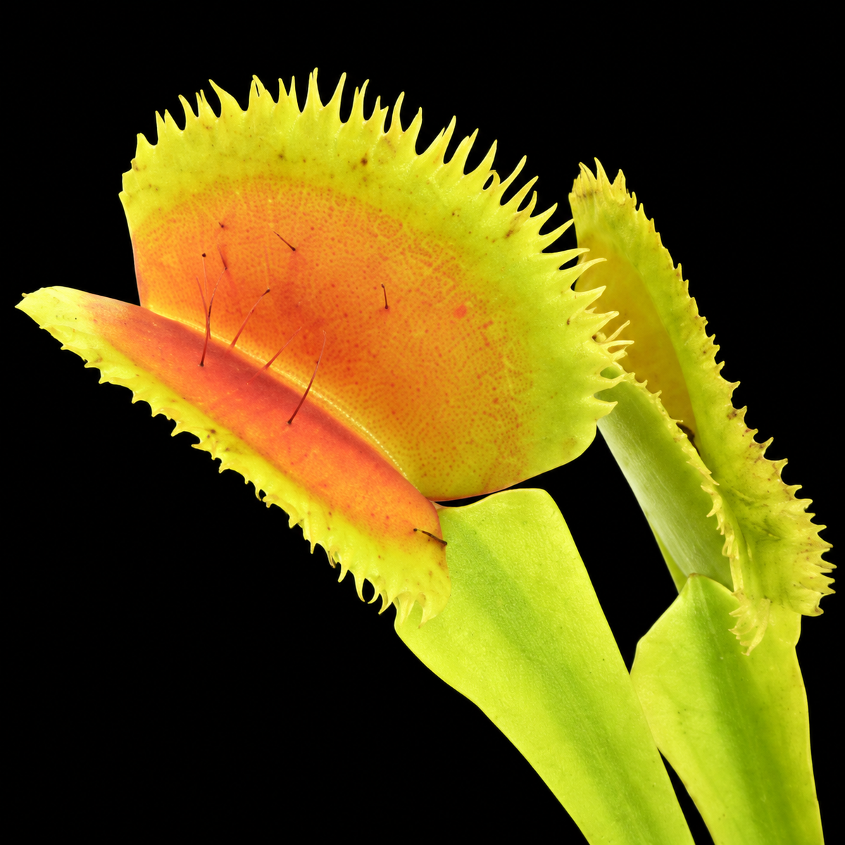 Dionaea muscipula FTS Lunatic Fringe — close-up of serrated traps against a black background. Photo source: Diflora; edited.