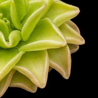 Pinguicula gracilis (Butterwort)