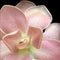 Pinguicula Weser x jaumavensis