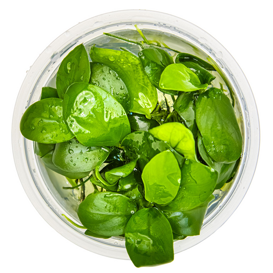 Anubias barteri nana 'Petite'