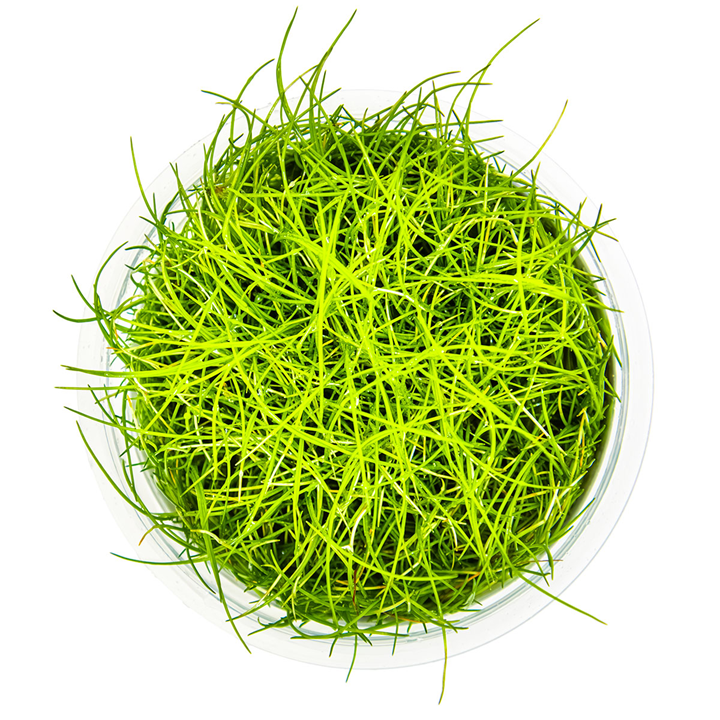 Eleocharis acicularis ‘Mini Hairgrass’