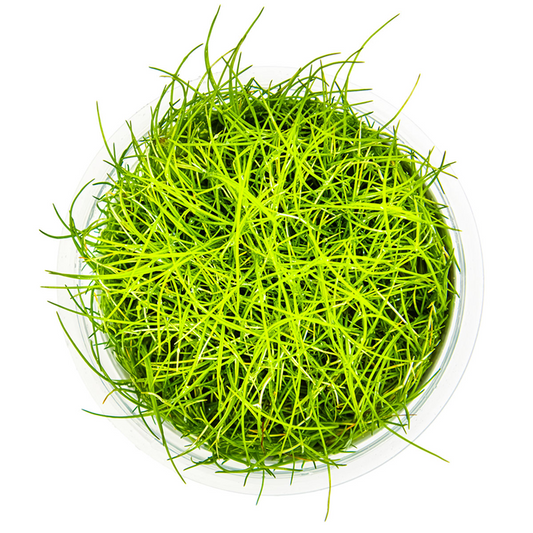 Eleocharis acicularis ‘Mini Hairgrass’