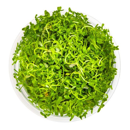 Rotala vietnam Gia Lai 'H Ra'