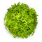 Rotala vietnam Gia Lai 'H Ra'