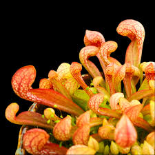 Sarracenia psittacina ’Hydra' (North American Pitcher Plant)