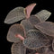 Anoectochilus 'Red Clouds' (Jewel Orchid)