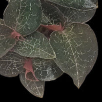 Ludisia discolor 'Mascot' (Jewel Orchid)