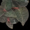 Ludisia discolor 'Mascot' (Jewel Orchid)