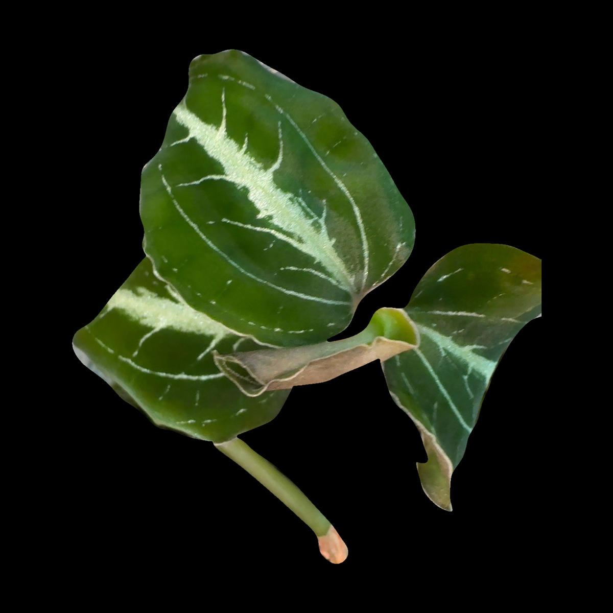Green jewel orchid foliage isolated on a solid black background