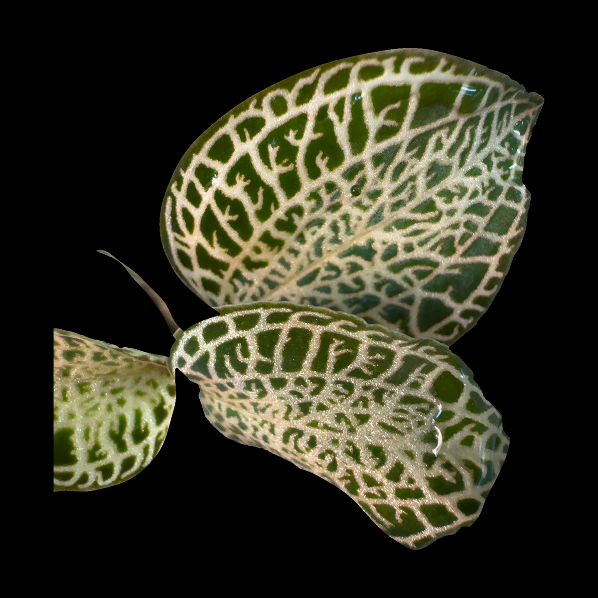 Gold Bar jewel orchid foliage isolated on a solid black background