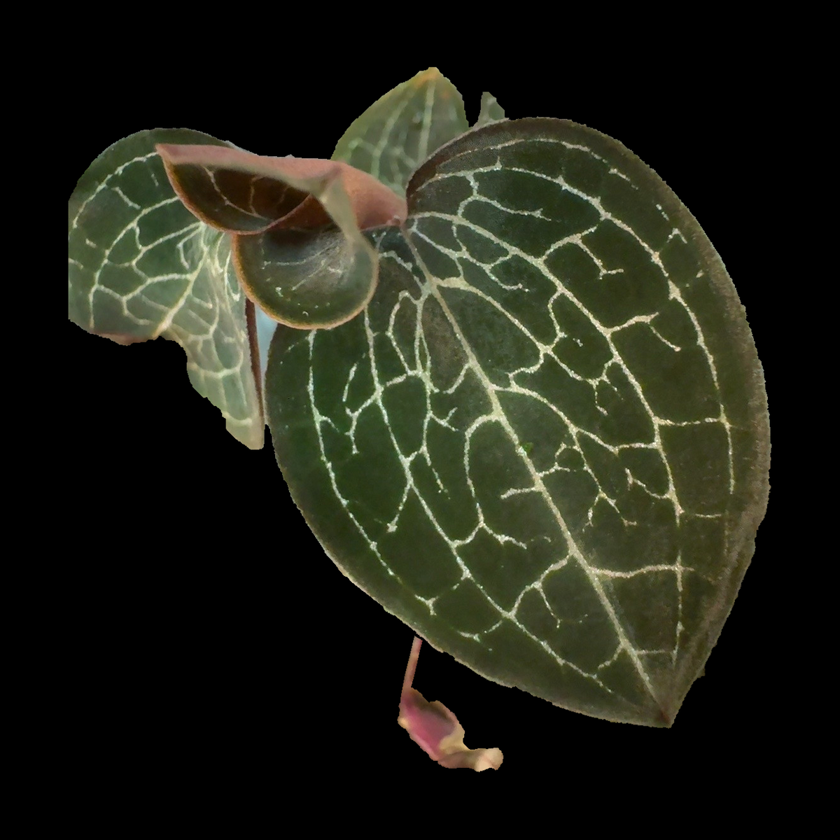 Silver Silk jewel orchid foliage isolated on a solid black background