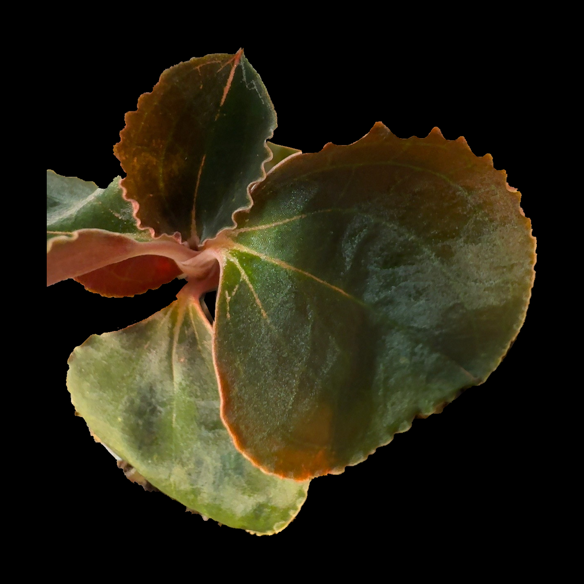 Black Swan Ludisia 39 jewel orchid foliage isolated on a solid black background