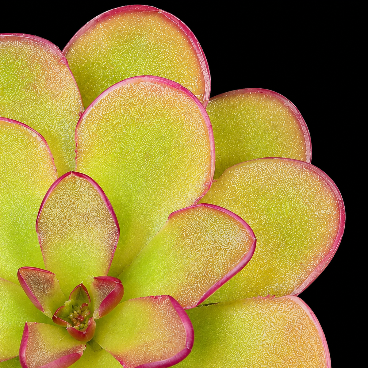Pinguicula 'Kondoi' (Butterwort)