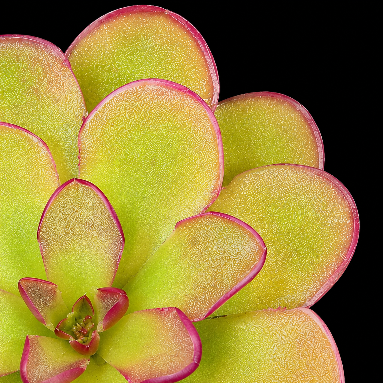 A close-up of a succulent plant with thick, fleshy leaves in pale yellow-green with bright pink edges, set against a solid black background.