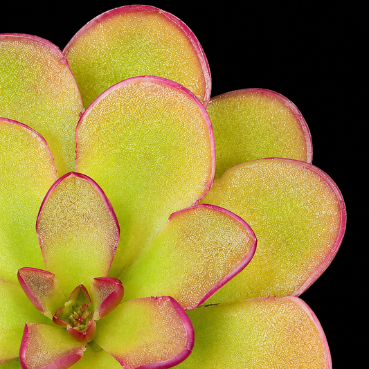 A close-up of a succulent plant with thick, fleshy leaves in pale yellow-green with bright pink edges, set against a solid black background.