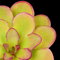 Pinguicula 'Kondoi' (Butterwort)