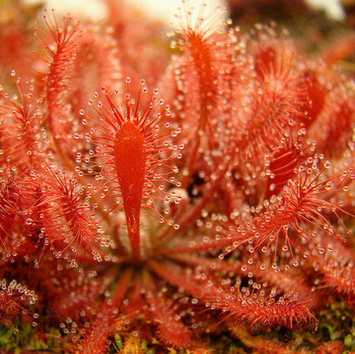 Drosera oblanceolata (Sundew)