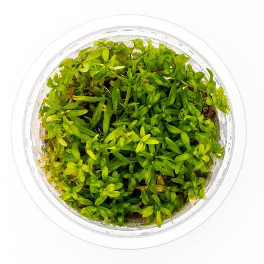 Ludwigia arcuata