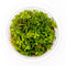 Ludwigia arcuata