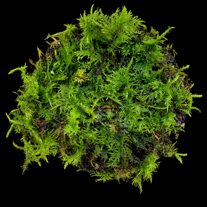Green moss plant on black background