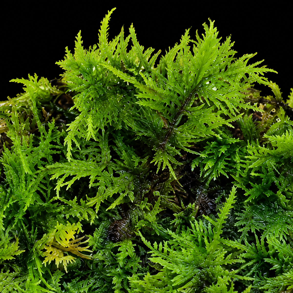 Hypnum cupressiforme (cypress-leaved plaitmoss) moss