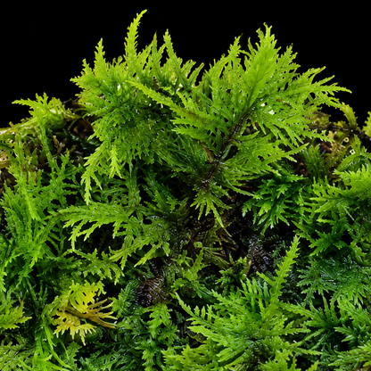 Macro close-up of green moss on black background