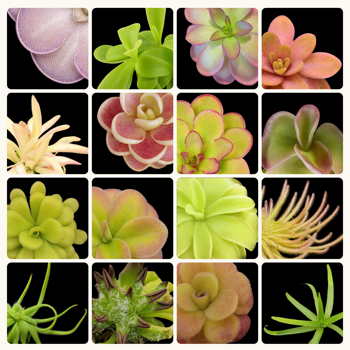 A promotional collage for a plant mystery ping product, showing a 4x4 grid of different succulent and cactus plant photos on a light cream background. Text at the top reads 'MYSTERY PING' with smaller text 'Green or Pink/Purple • $35 each' and 'Representative plant photos and rather than may vary.