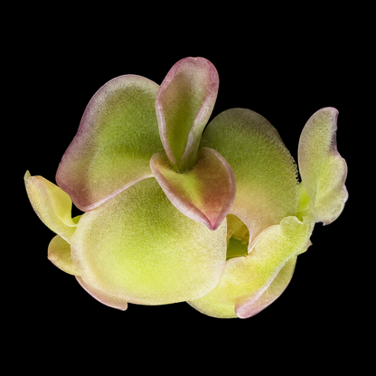 Pinguicula moranensis 'Neovolcanica' [Pico de Orizaba] (Butterwort)
