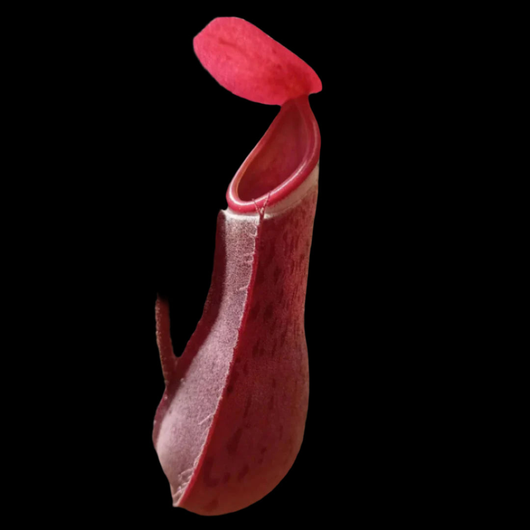 Nepenthes albomarginata