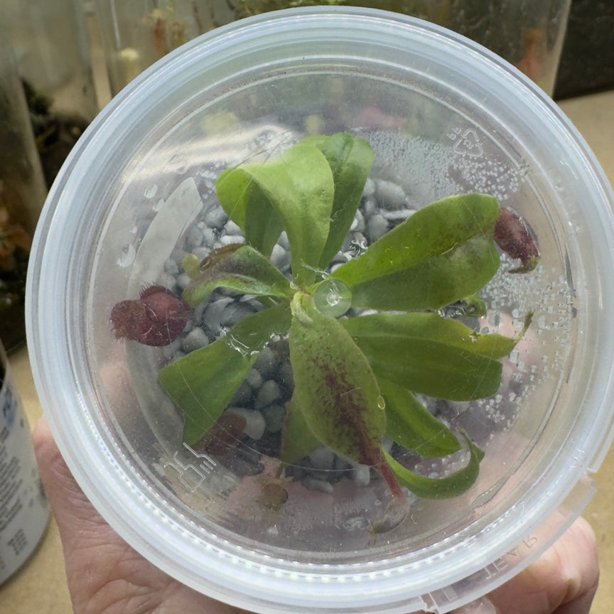 Nepenthes Viking x ampullaria plant in Nano Nursery cup
