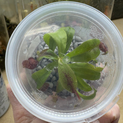 Nepenthes Viking x ampullaria plant in Nano Nursery cup