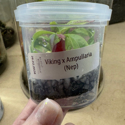 Nepenthes Viking x ampullaria transition cup
