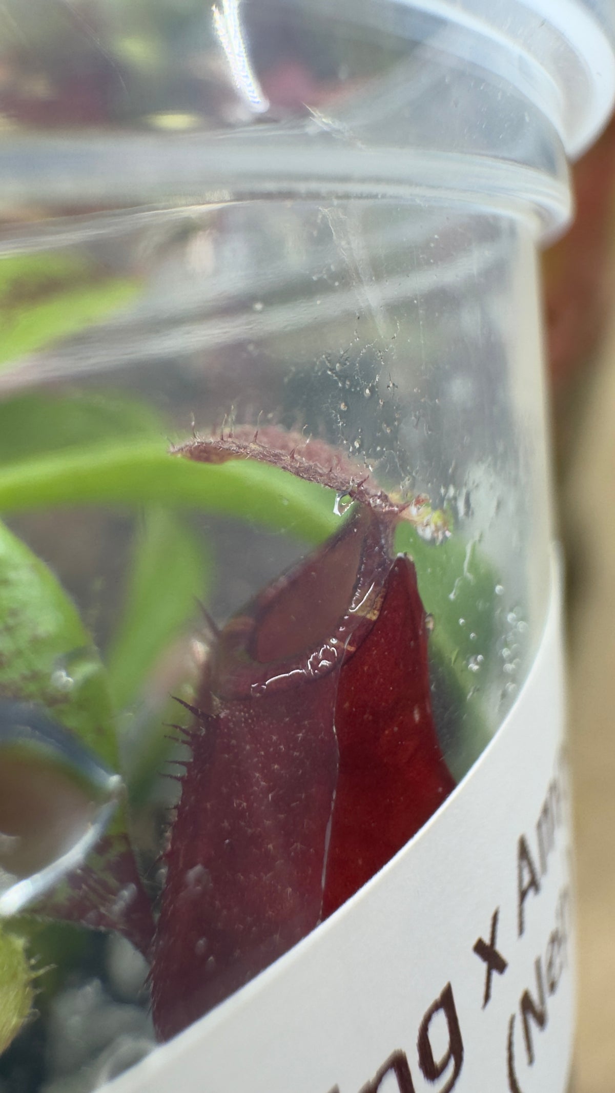 Close-up red pitcher on Nepenthes Viking x ampullaria