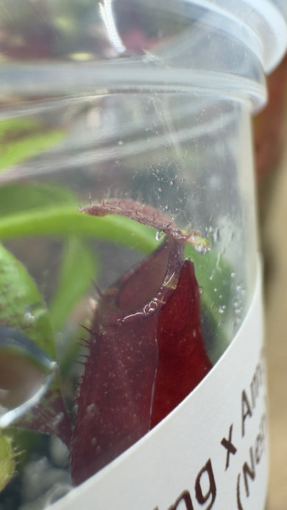 Close-up red pitcher on Nepenthes Viking x ampullaria