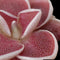 Pinguicula Ehlersiae 'Victoria'