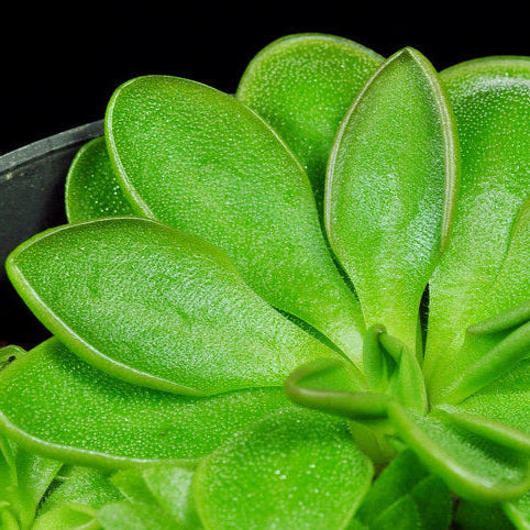 Pinguicula moranensis 'neovolcanica' [Pico de Orizaba]